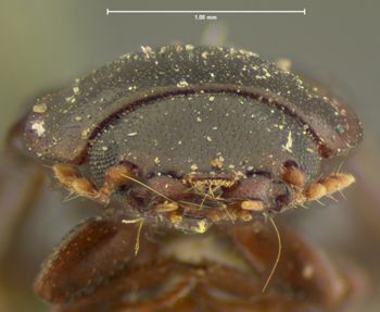 Media type: image;   Entomology 105 Aspect: head frontal view